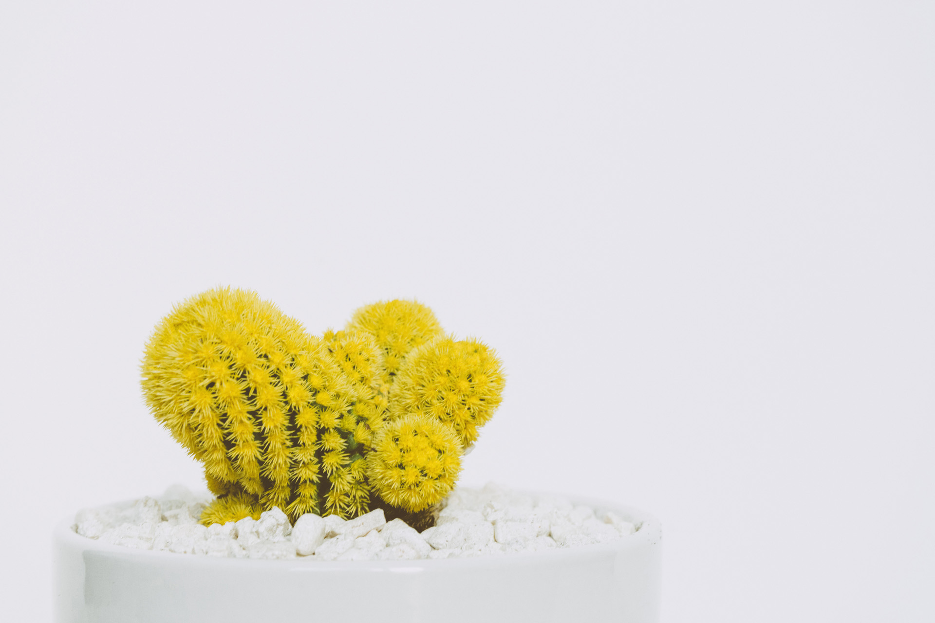 Beautiful yellow cactus
