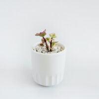 A beautiful plant in a white pot on a white table